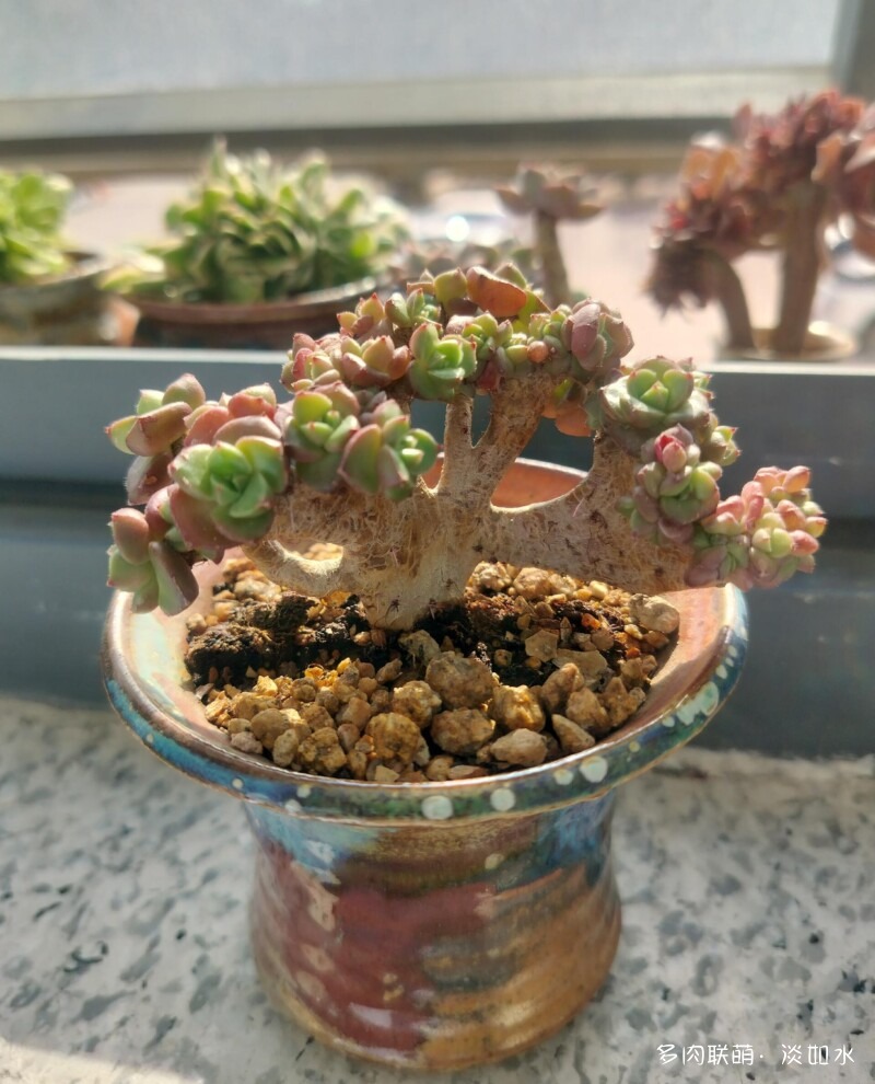 多肉寄托思念