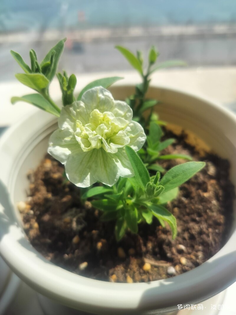 多肉寄托思念