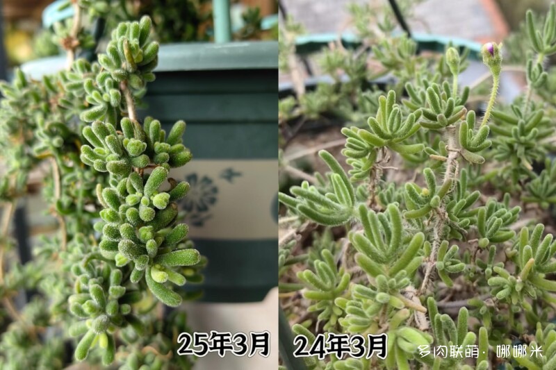 给多肉用药的一点小尝试