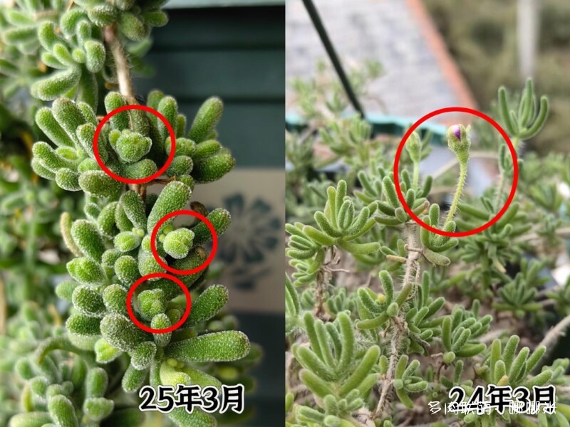 给多肉用药的一点小尝试