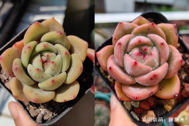给多肉用药的一点小尝试