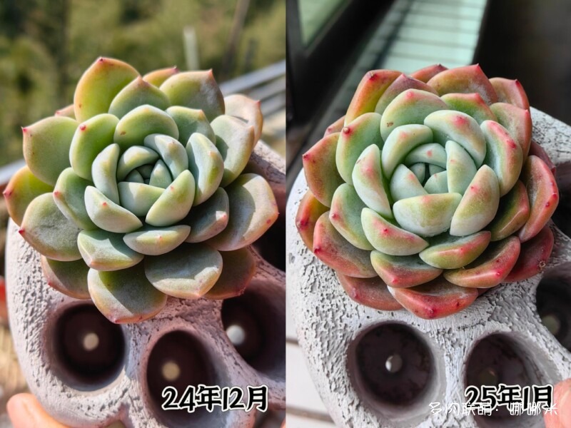 给多肉用药的一点小尝试