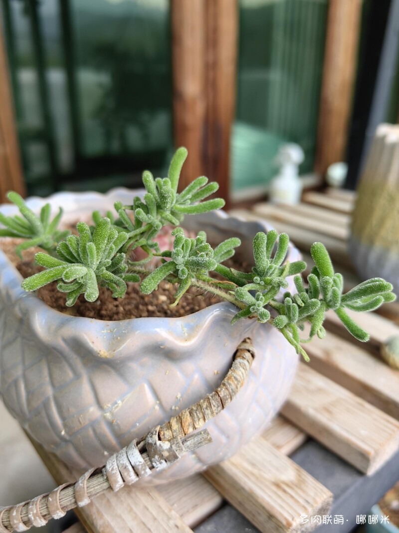 给多肉用药的一点小尝试