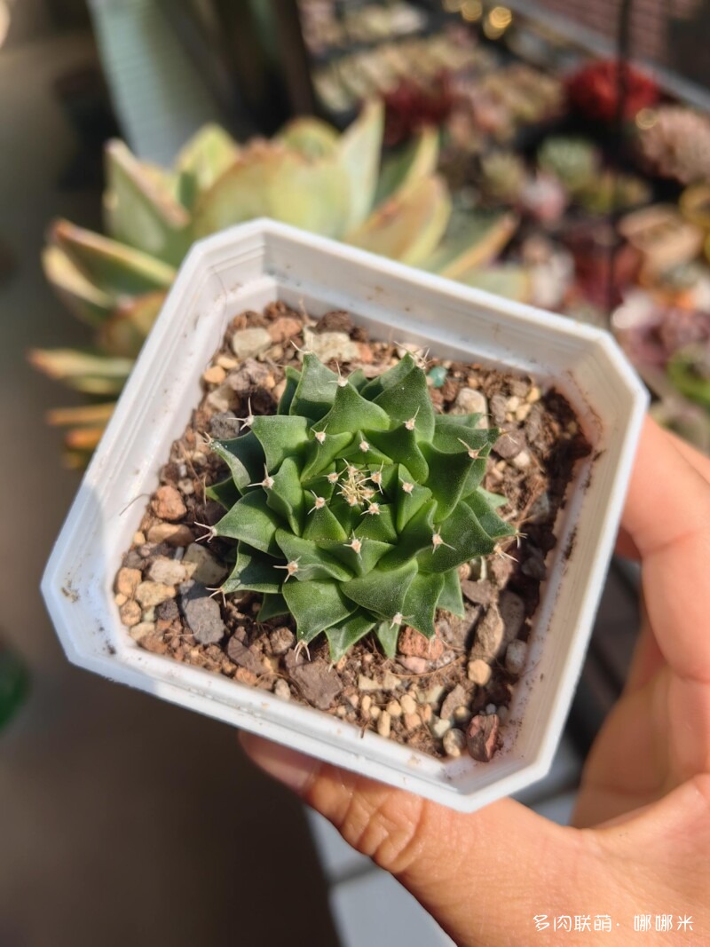 有钱就买多肉