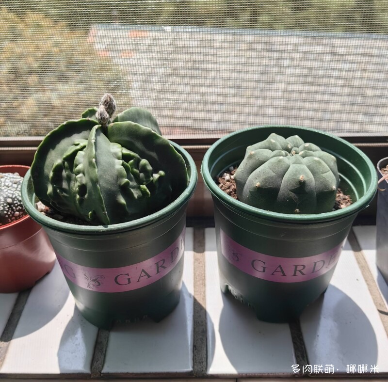 有钱就买多肉