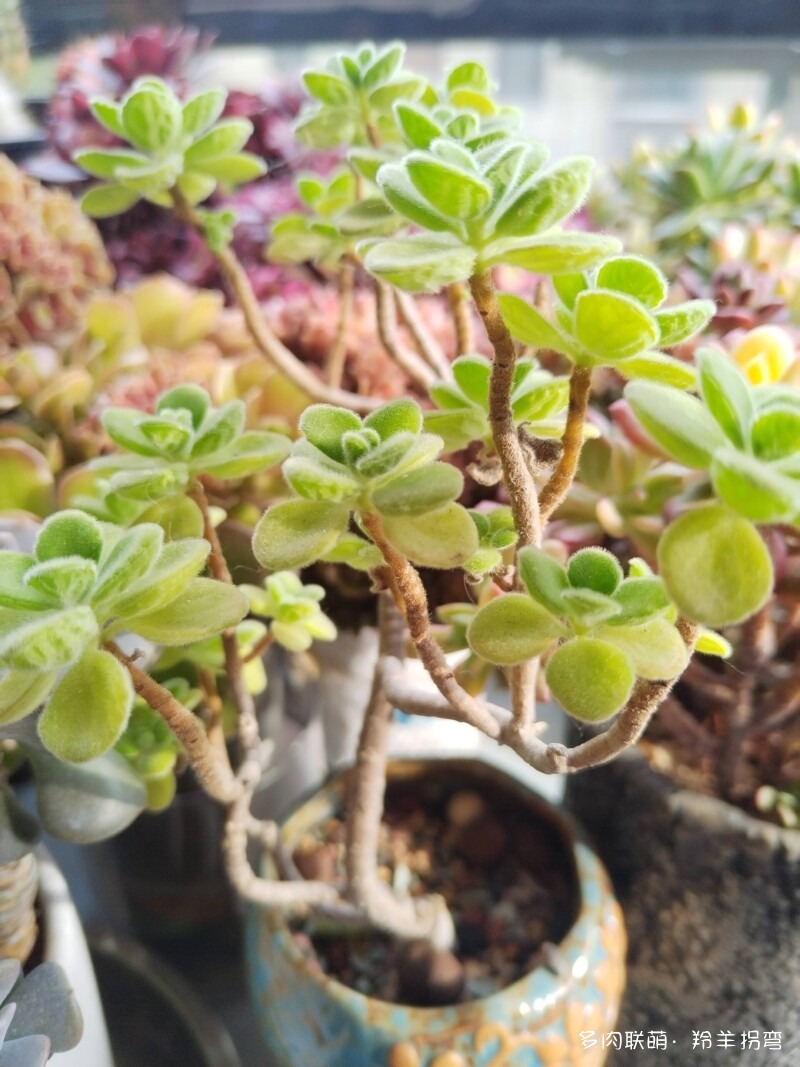 四月最美阳台多肉