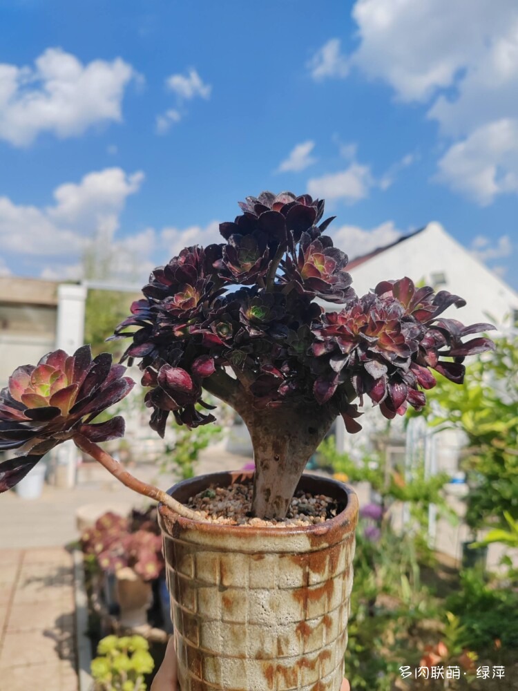 初夏，多肉小院的多肉，特别是法师