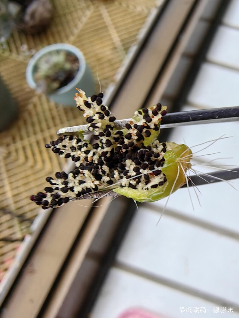 仙人掌播种
