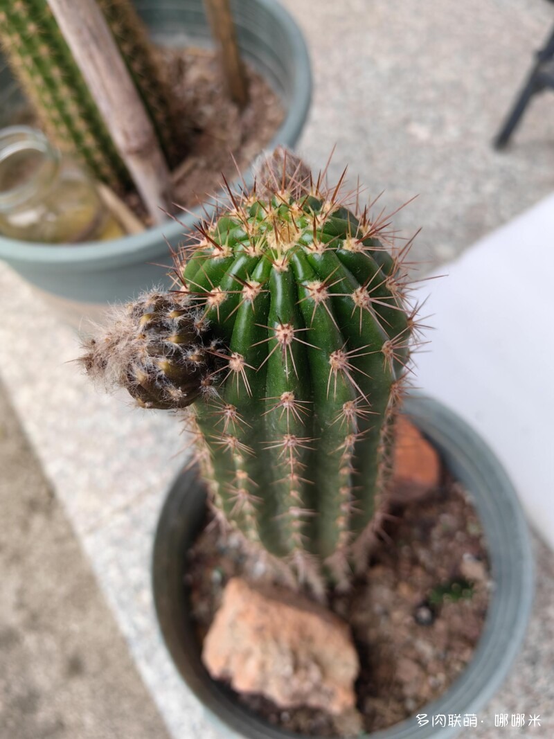 仙人掌播种