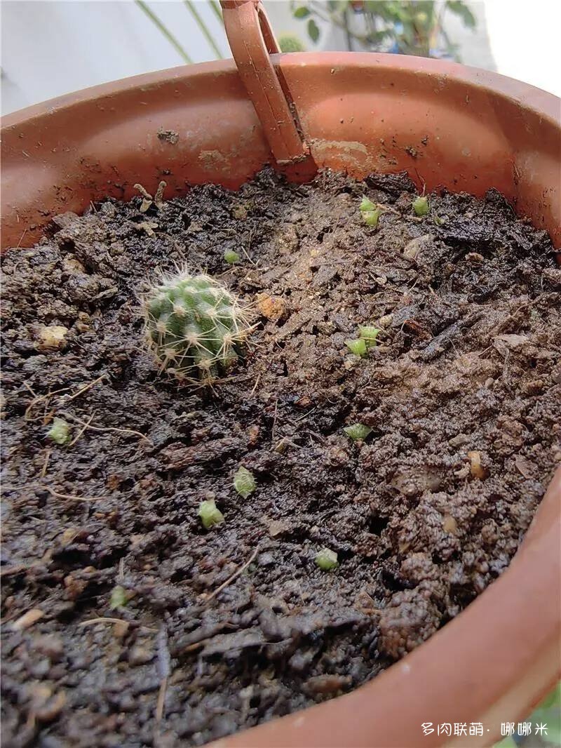 仙人掌播种