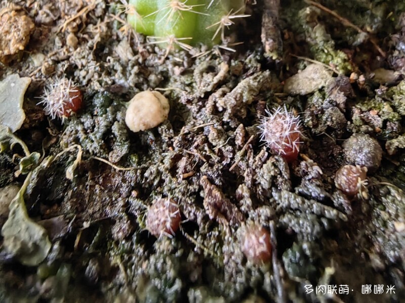 仙人掌播种