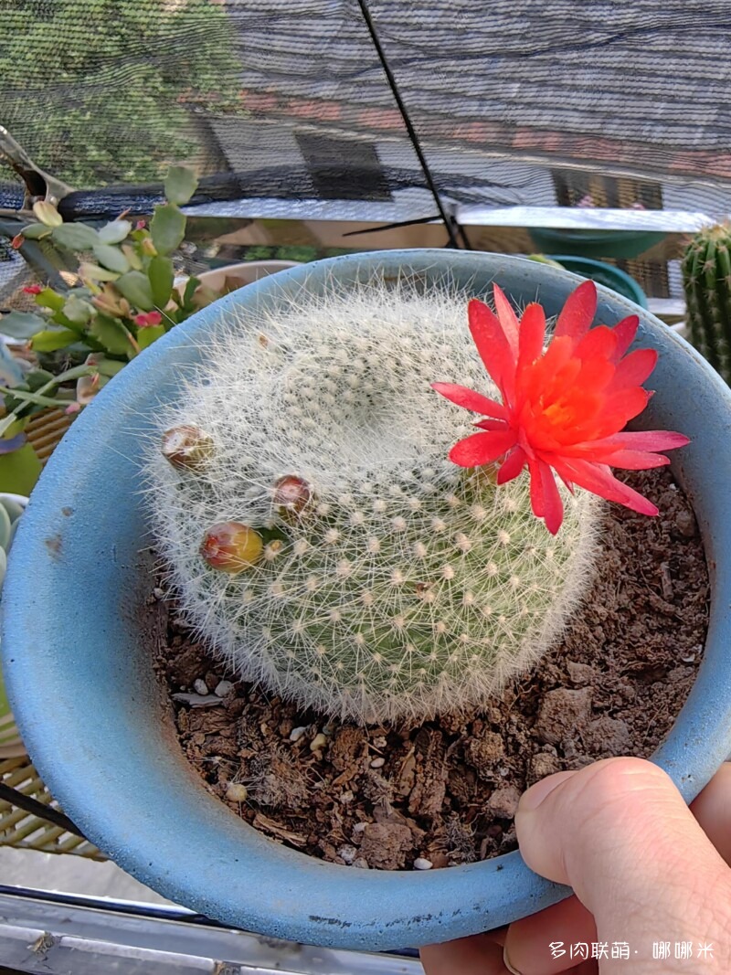 仙人掌播种