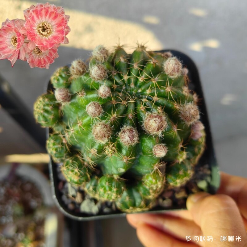 景天和仙人球都很好