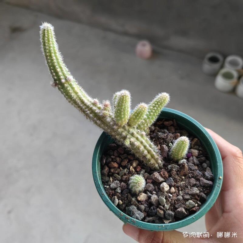 景天和仙人球都很好
