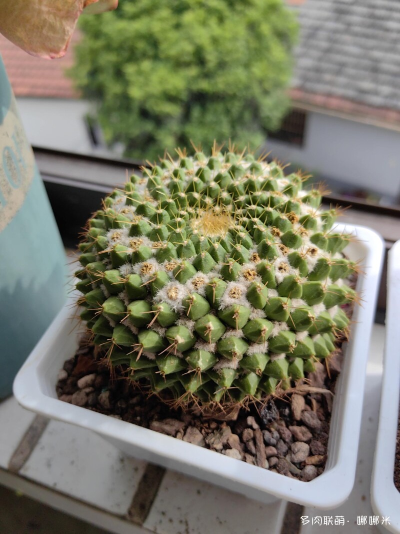 景天和仙人球都很好