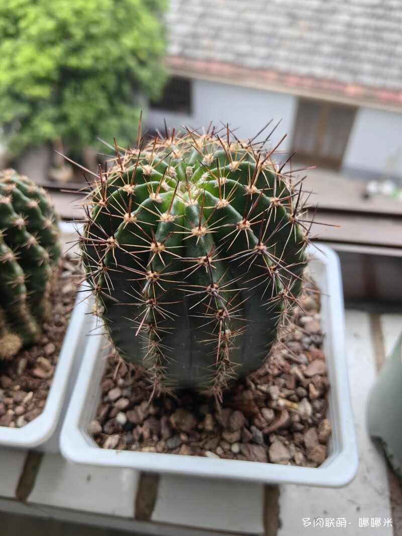 景天和仙人球都很好