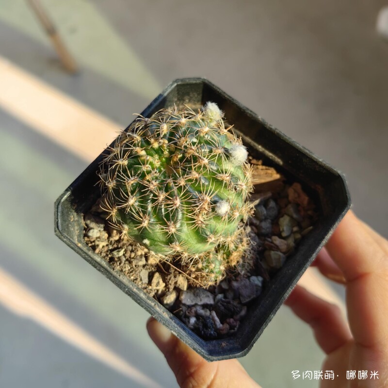景天和仙人球都很好