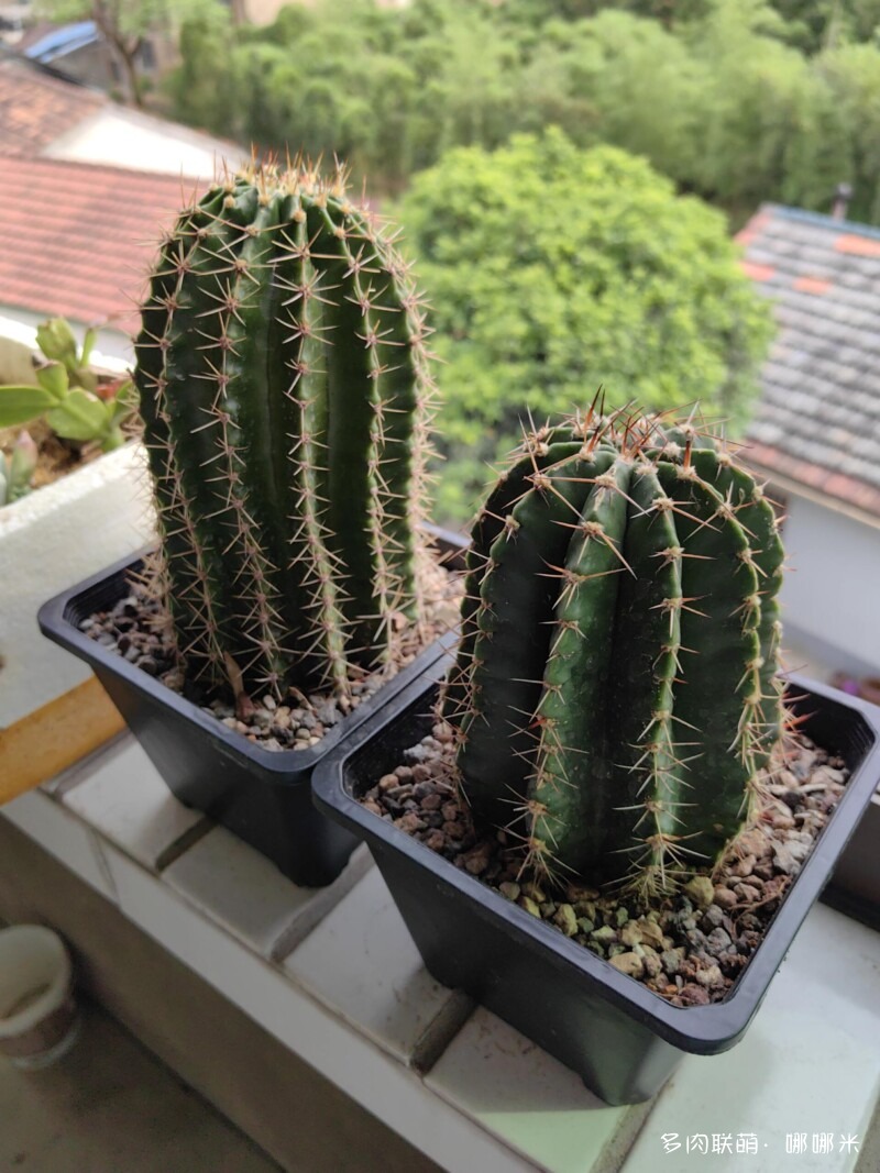 景天和仙人球都很好