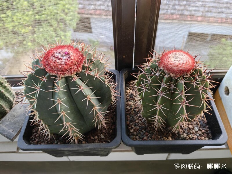 景天和仙人球都很好