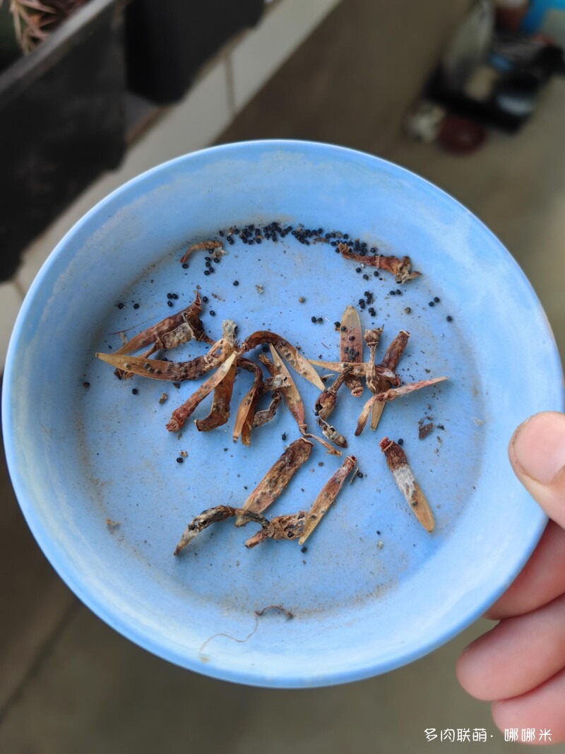 景天和仙人球都很好