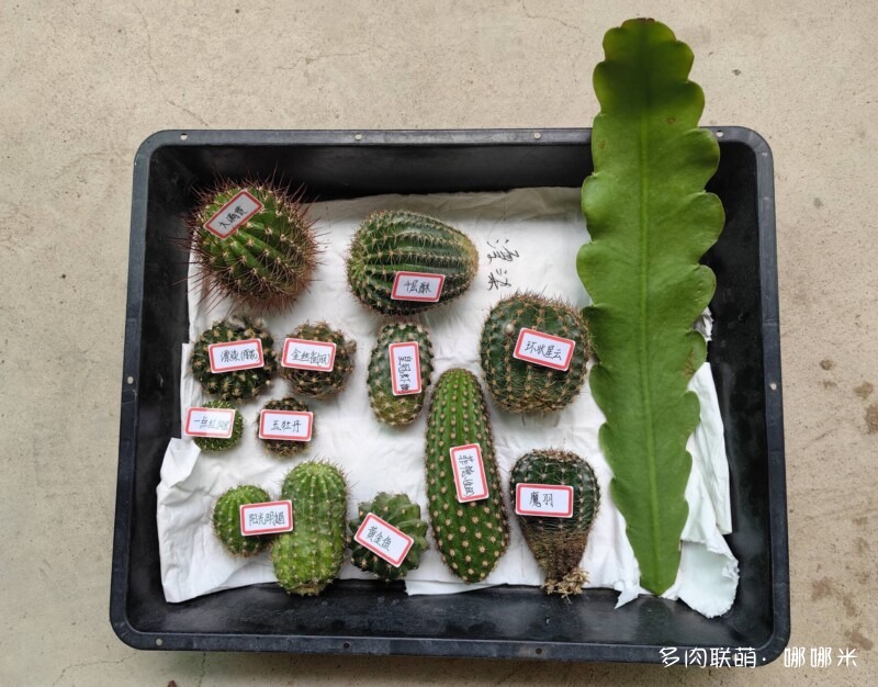 景天和仙人球都很好