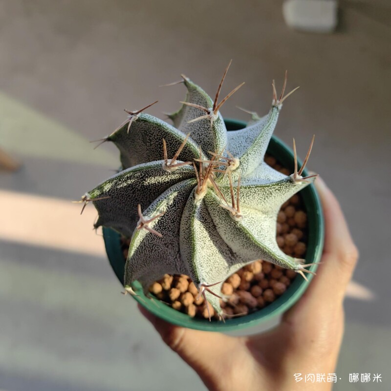 景天和仙人球都很好