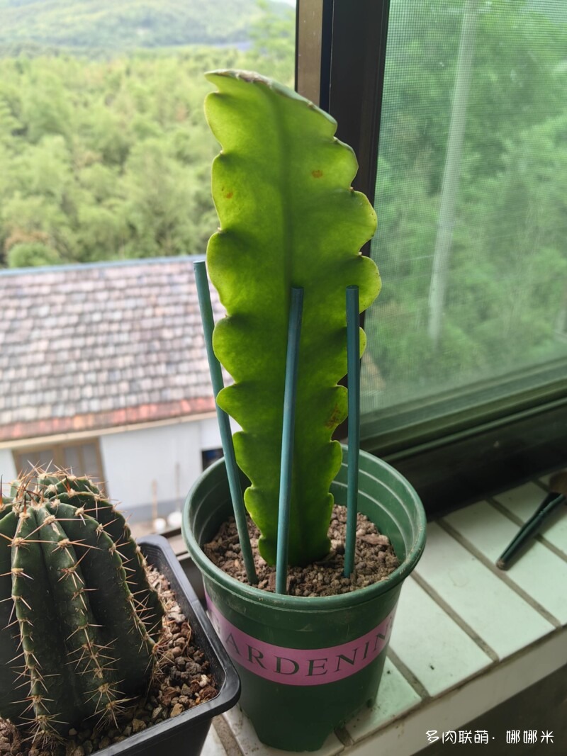 景天和仙人球都很好
