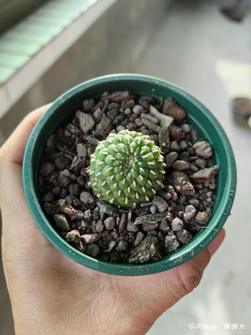 值得购买的仙人球