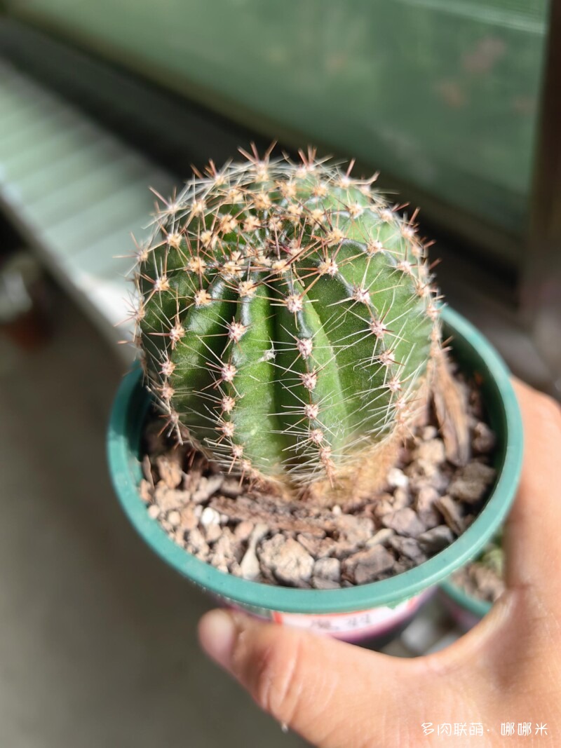 值得购买的仙人球