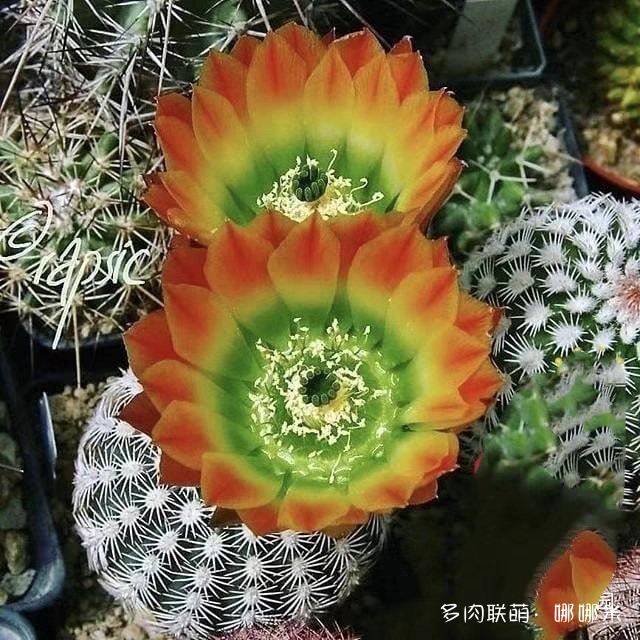 值得购买的仙人球
