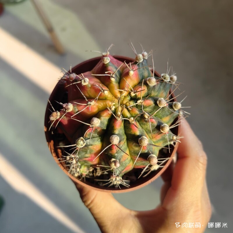 景天和仙人球都很好