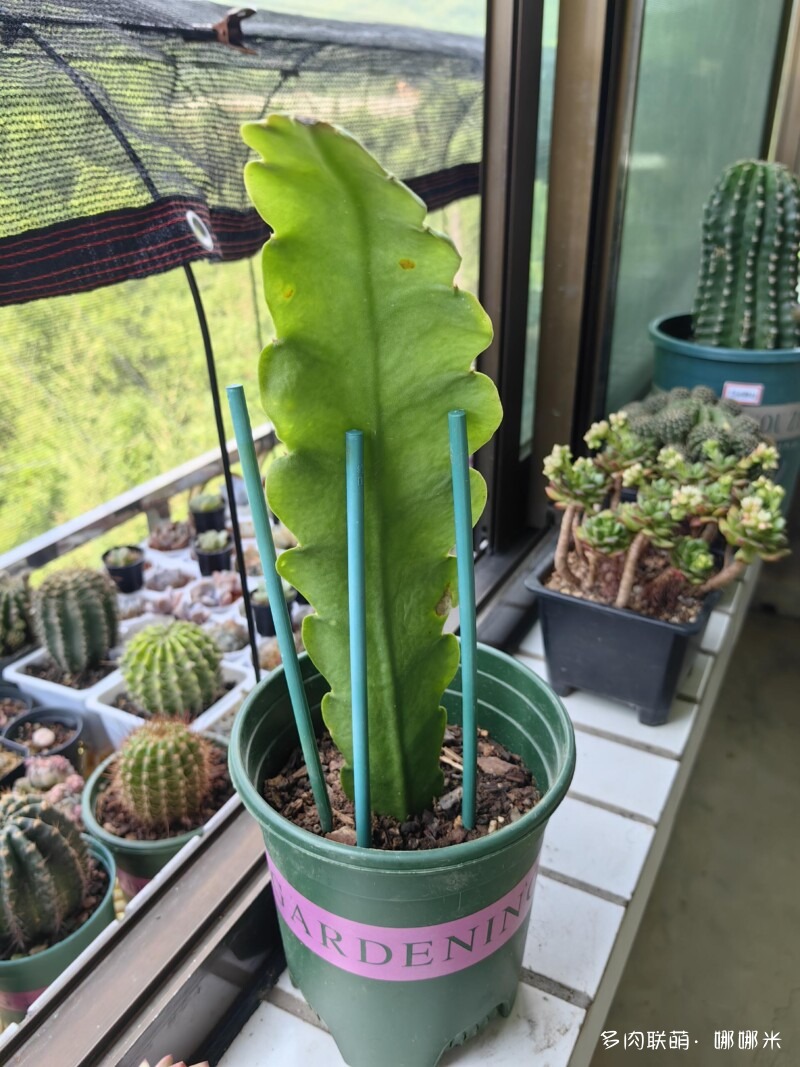 值得购买的仙人球