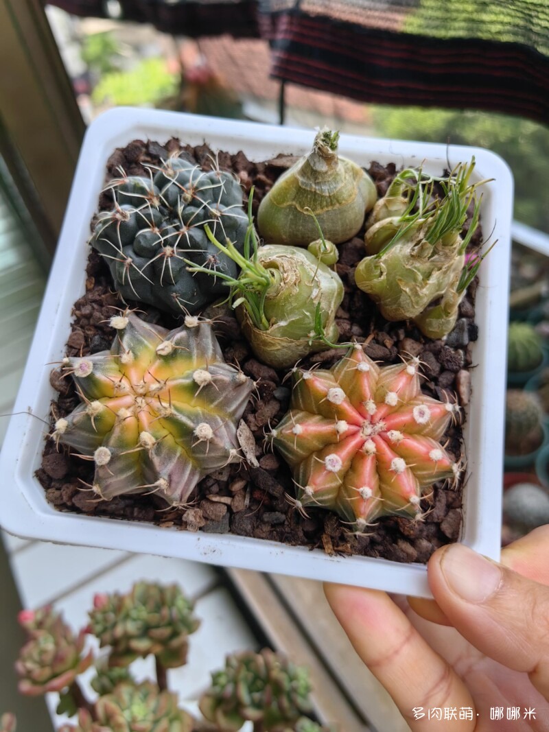 值得购买的仙人球