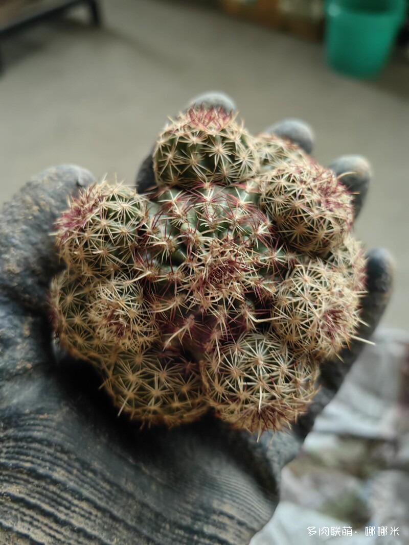 值得购买的仙人球