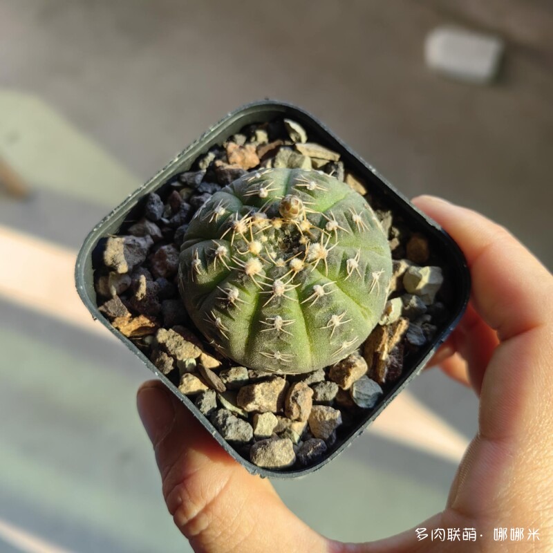 景天和仙人球都很好