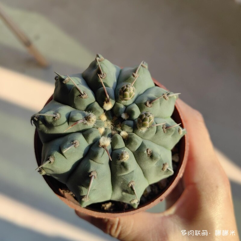 景天和仙人球都很好