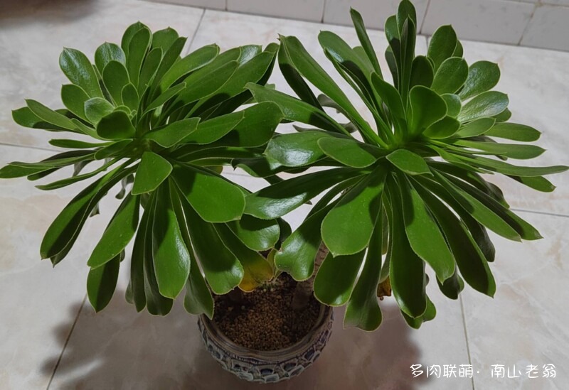 多变的法师