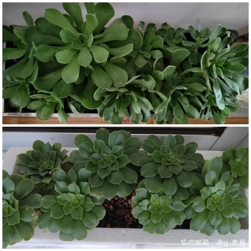 多变的法师