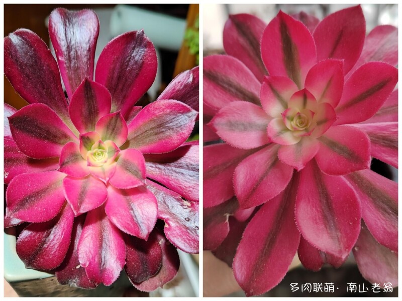 多变的法师