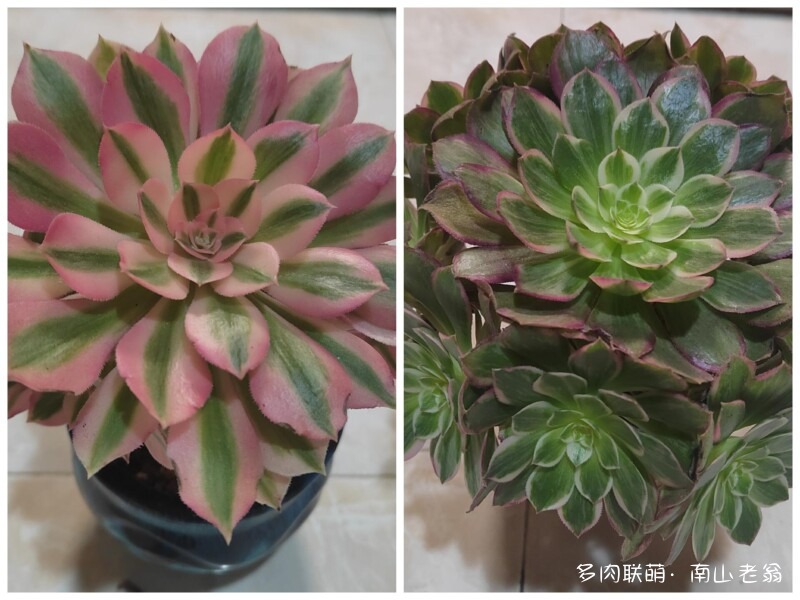 多变的法师