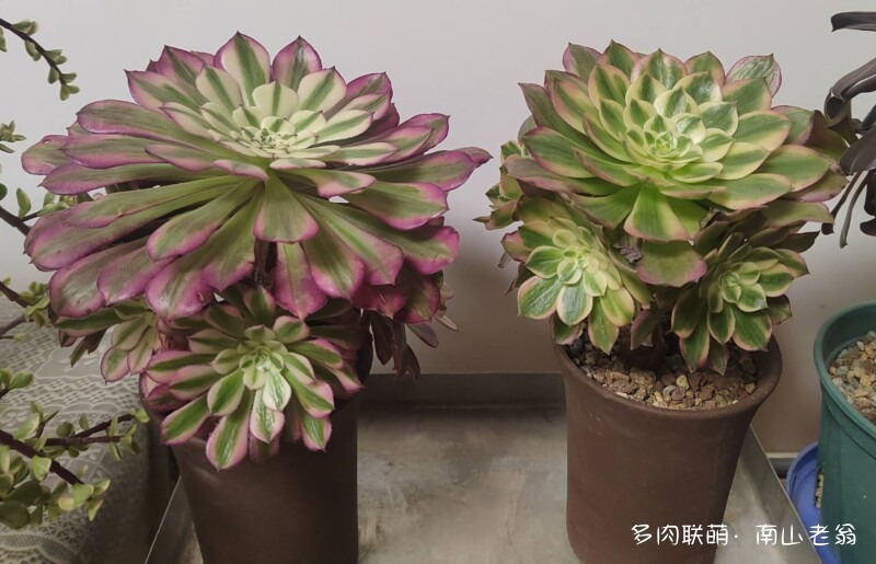 多变的法师