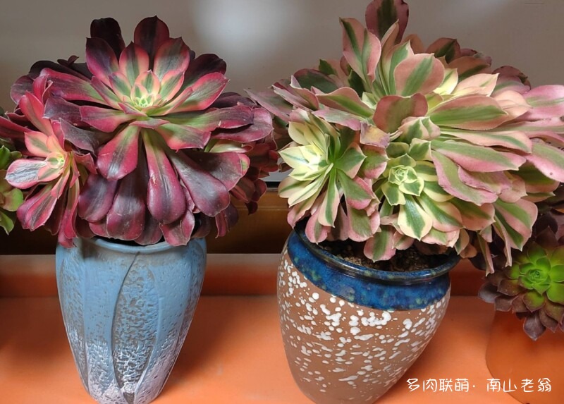 多变的法师