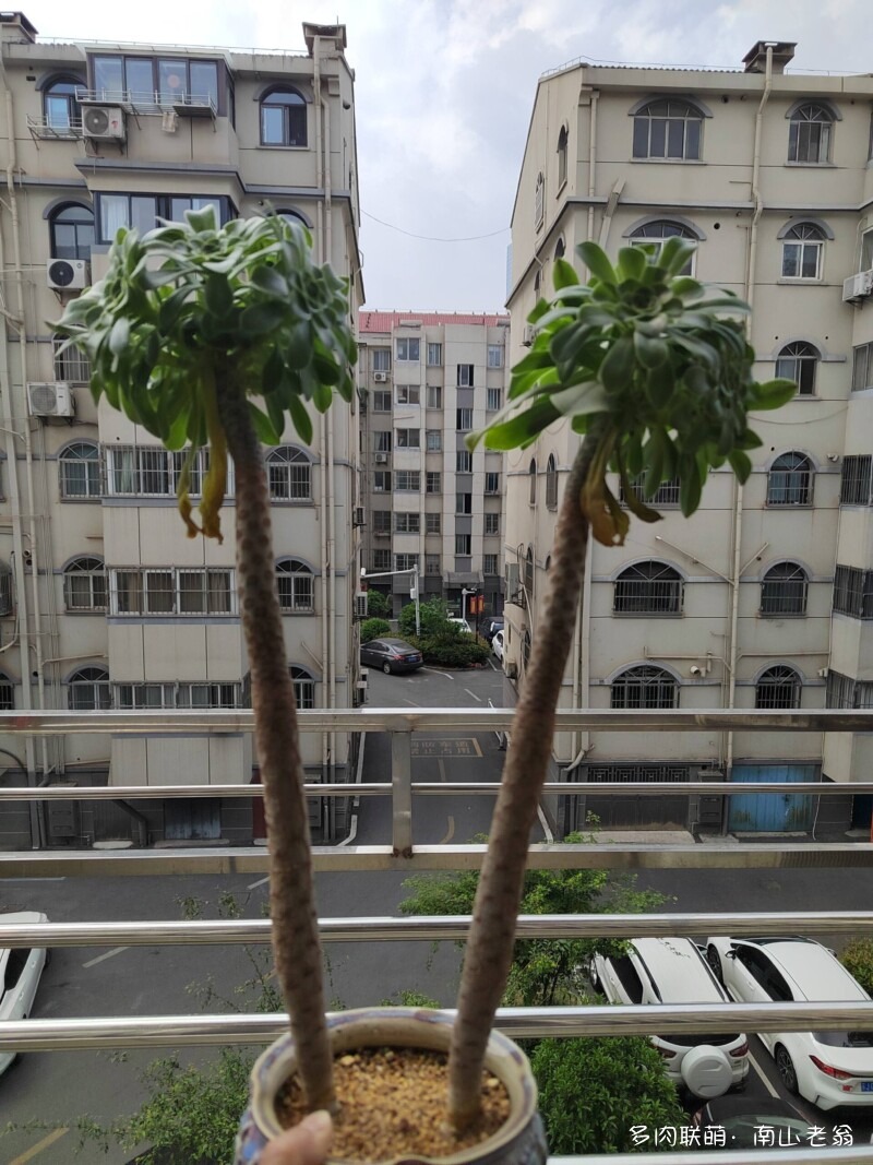 多变的法师