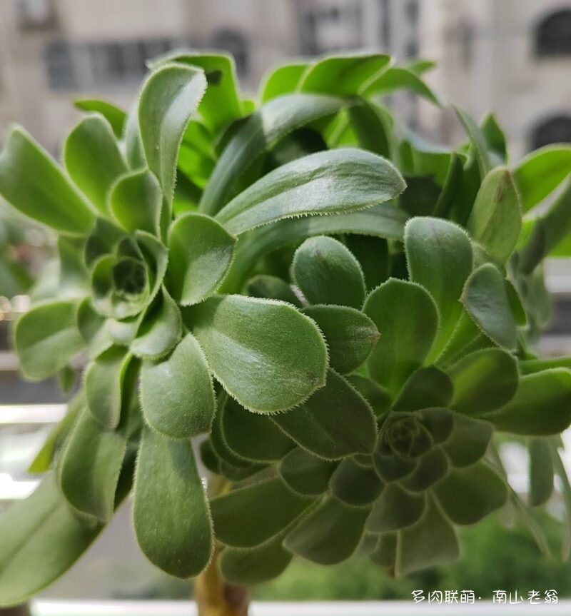 多变的法师