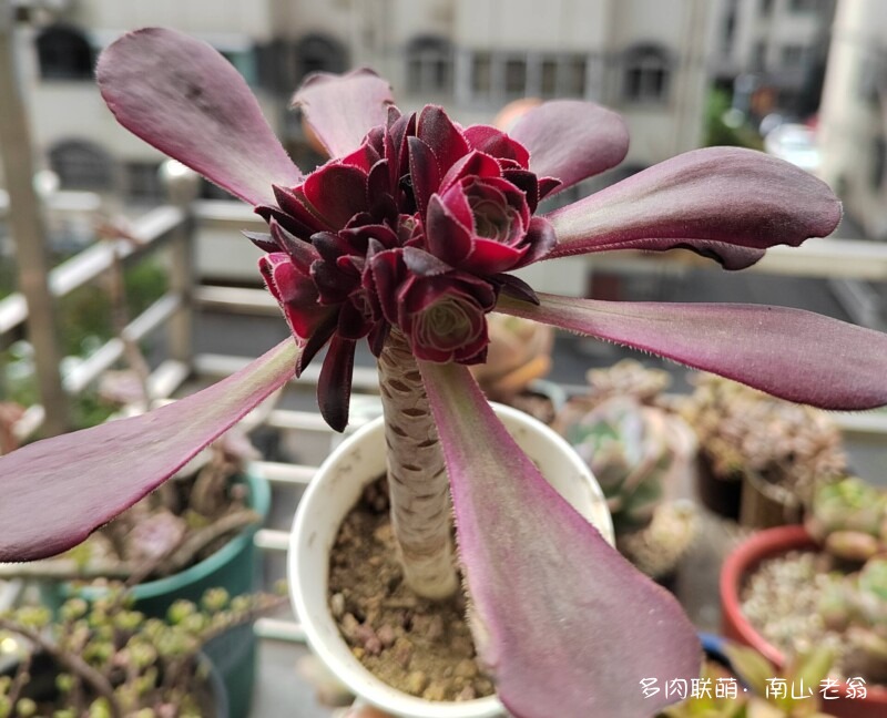 多变的法师