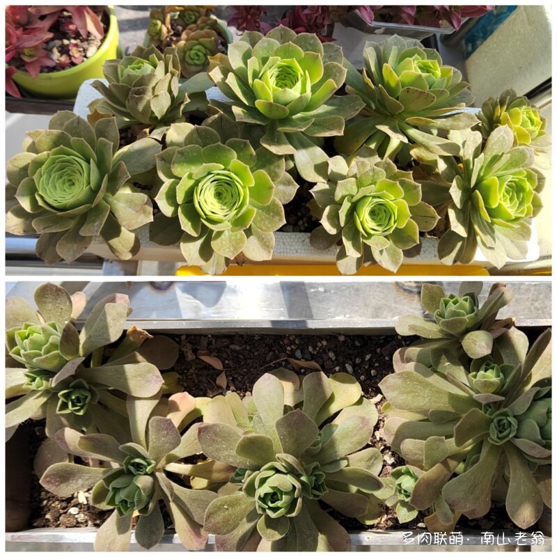 多变的法师