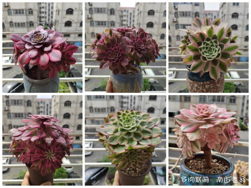多变的法师