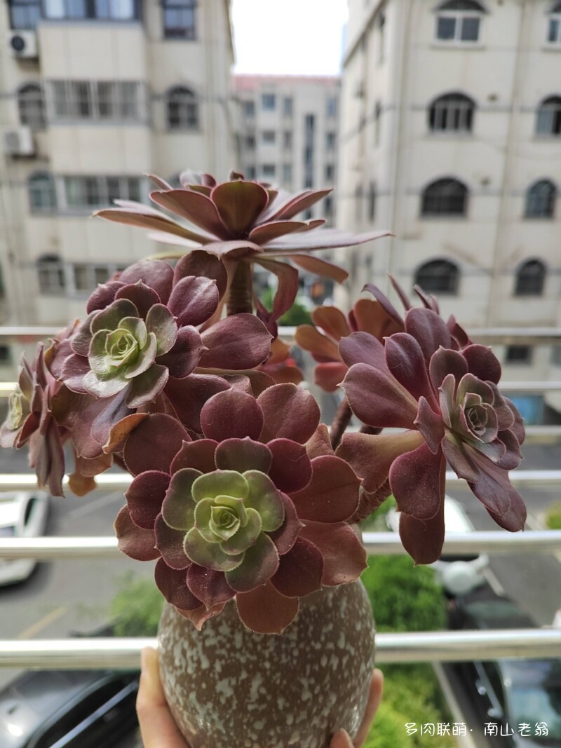 多变的法师