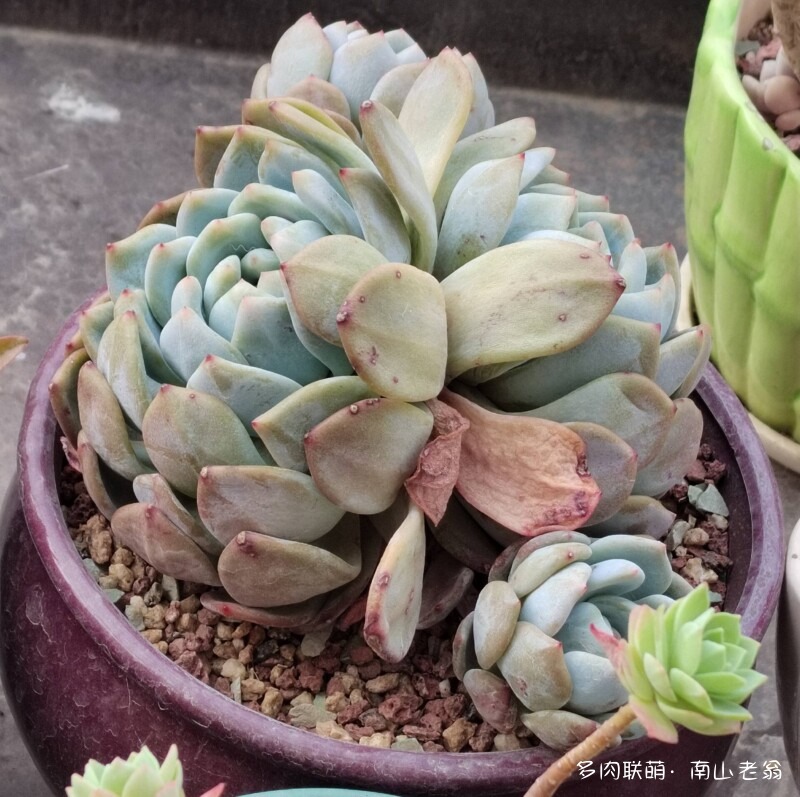 准备度夏的多肉
