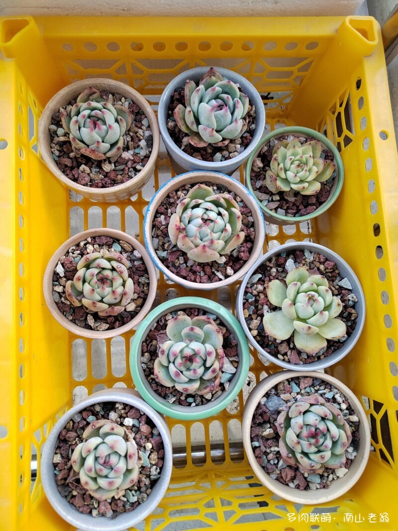 准备度夏的多肉